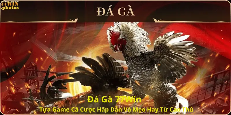 Đá Gà 77Win - Tựa Game Cá Cược Hấp Dẫn Và Mẹo Hay Từ Cao Thủ